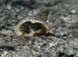Bombylius major